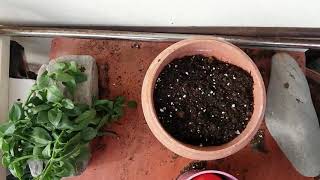 Planting Aptenia cordifolia cuttings [upl. by Ramas437]