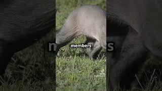 Learn about Aardvark [upl. by Lattimer]