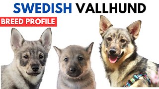 Swedish Vallhund Breed Profile History  Price  Traits  Västgötaspets Grooming Needs  Lifespan [upl. by Edsel]