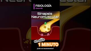 La Sinapsis Neuromuscular  Por Clases MG [upl. by Bradstreet]