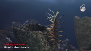 Hallucigenia sparsa Creature of the Cambrian Explosion [upl. by Mihalco266]