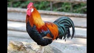 EXCLUSIF  Les 15 races de poulet les plus surprenantes [upl. by Akimehs]