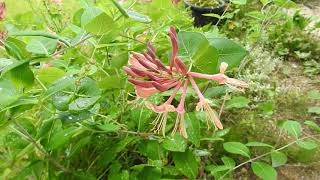 スイカズラ（吸葛）の花を観賞 Honeysuckle 2021年7月9日撮影 [upl. by Alaham398]