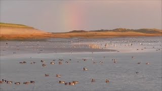 Birdlife at the Wadden Sea [upl. by Enneirda]