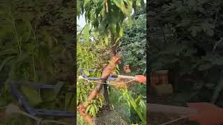 Aerial tether process for correcting tilted trees [upl. by Walt323]