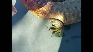 Feeding the Caiman lizard [upl. by Ibloc]