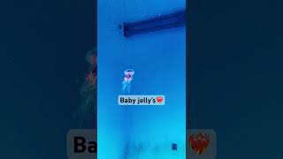 Baby jellyfish also known as “ephyrae”aquarium fishing jellyfish [upl. by Ellerihs868]