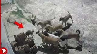 10 Times Cats Worked Together to Defeat Dogs [upl. by Wartow]