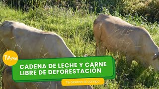 Cadena de leche y carne libre de deforestación  TvAgro por Juan Gonzalo Angel Restrepo [upl. by Aratahs]