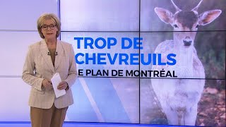 Montréal ira de l’avant avec l’abattage des cerfs de l’Est  Reportage [upl. by Annoik]