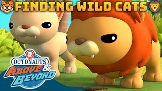 Octonauts Above amp Beyond  Finding Wild Cats 🦁🐯😼  Compilation  Octonauts​ [upl. by Kaylyn]