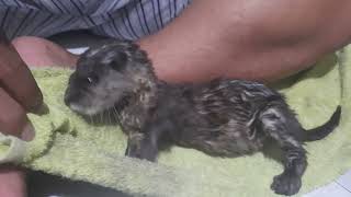 baby otter yuki many way to drying her feather [upl. by Nayek]