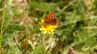 Ravensthorpe Reservoir butterflies and nature in the heart of Northamptonshire [upl. by Manwell]