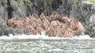 Walrus Encounter [upl. by Lai]