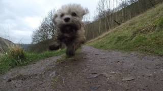 GoPro Dandie Dinmont Terriers exploring Monsal Dale and Trail Derbyshire Peak District [upl. by Desireah178]