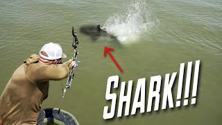 Chasing down SHARKS with an Airboat  Bowfishing [upl. by Kilah]