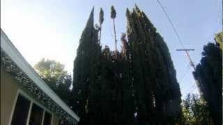 Trimming Italian Cypress Trees [upl. by Shriner]