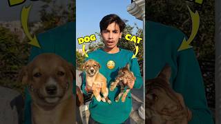 Billi Aur Puppy Ki Ladai 💀😨 Mini Vlog shorts minivlog ashortaday vlog tranding cat cats dog [upl. by Maryly821]