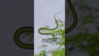 Flying Snakes  The Aerial Acrobats of the Reptile World shorts [upl. by Treblah553]