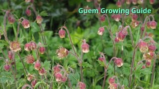 Geum Growing Guide by GardenersHQ [upl. by Aihtibat]