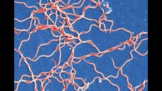 Bacteriologia  Borrelia y Leptospiras  010724 [upl. by Navap]