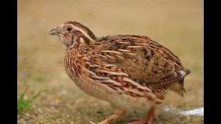 Coturnix Quail Hatch Livestream Test Day [upl. by Etti179]