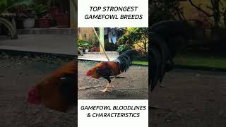 Top Gamefowl of the year 2024 short gamefowl rooster [upl. by Cori532]