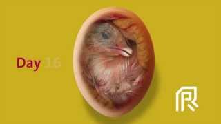 Embryonic development of the chicken [upl. by Hosea]