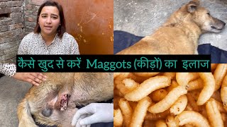 How to remove maggots from dog wound  Dog के कीड़ों का इलाज कैसे करें   Mugdha Khatri [upl. by Annavas]