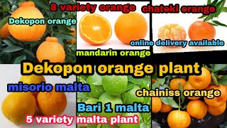 how to Dekopon orange plant washimtoon orange mandarin orange Punjab malta online delivery available [upl. by Elazaro]