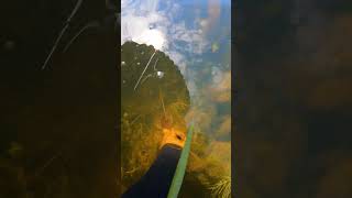 Crab Catching in the beautiful freshwater at floodplain Crab catching video bigcrab nature enjoy [upl. by Endora]