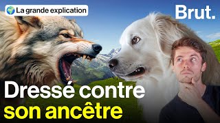 Face aux loups ces chiens fontils le poids [upl. by Nahsrad902]