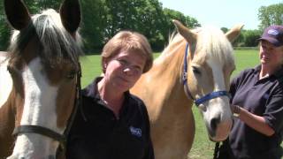 RSPCA Video  Amersham Horses Rescue [upl. by Siramaj488]