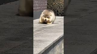 This adorable Alaskan puppy runs towards you like a white marshmallow alaskavlog cutedog [upl. by Anerol954]