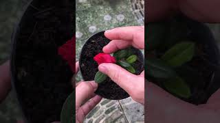 My first time successfully propagating azalea plants [upl. by Drannel]