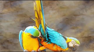 Colorful Macaw Parrots Mating  Wild amp Nature Sightings 4K [upl. by Wight507]