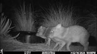 Feb 15 2024 Baby javelina getting bigger quotGimpyquot coyote [upl. by Noxas436]