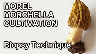 Morel Morchella Cultivation Sample Collecting  Grow Mushrooms At Home [upl. by Harden]