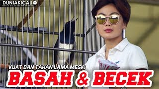 Meski Basah amp Becek TRAILER KUAT amp TAHAN LAMA  BnR Award [upl. by Andonis272]