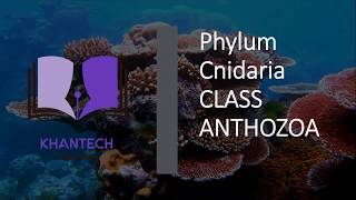 Class Anthozoa  Classification of Phylum Cnidaria [upl. by Enecnarf448]