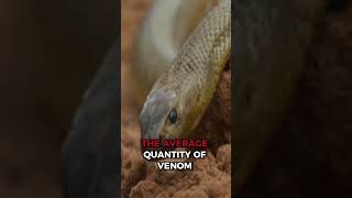 Inland Taipan The Most Venomous Snake on Earth [upl. by Niliak]