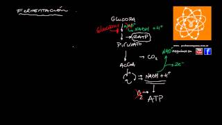 Fermentación [upl. by Riada]