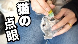 子猫の結膜炎 目薬をさしてあげる Kittens conjunctivitis 山田猫 猫まみれ [upl. by Salocin502]