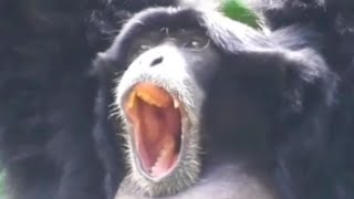 Perfectly Cut Siamang Screams [upl. by Lorelei349]