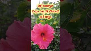 Telugu quotations teluguquotation inspirationalquoViral Shortssahateluguquotations [upl. by Patricio17]