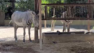 Zebras at Lisbon Zoo Lisbon 202262m [upl. by Airdnua]