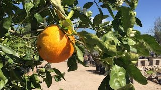 Great pruning tips for your citrus tree [upl. by Enilasor]