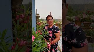 Oleander  Kaner  Plant Care shorts ytshorts gardening oleander [upl. by Eema]