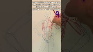 9  Mapping Superficial Torso Muscles on the Female Form  figurestudy figuredrawing drawing [upl. by Namrac]