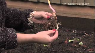 How to plant Calla Lily Aethiopica Zantedeschia [upl. by Garcon317]